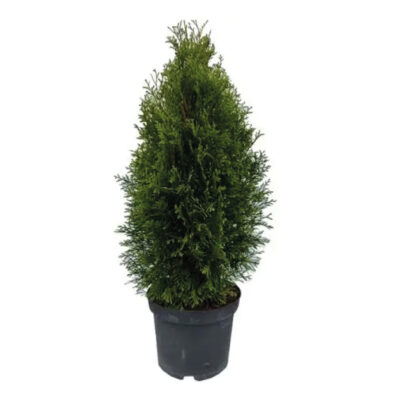 Thuja Smaragd | 40–60 cm